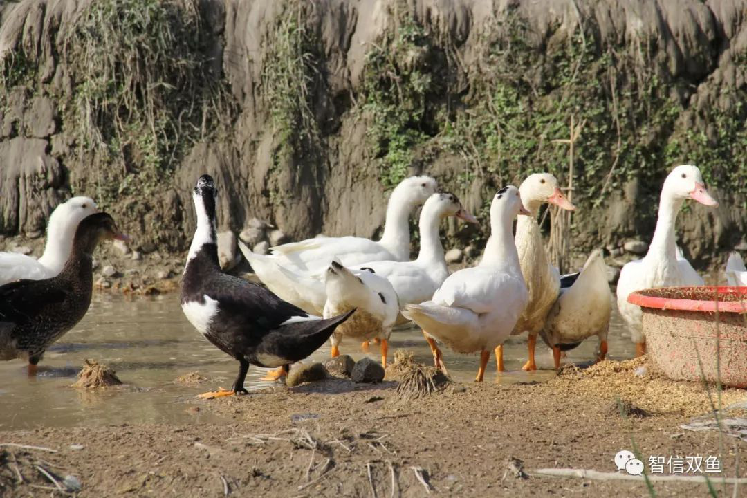 吃正宗土鸭选宝山大稗乐土鸭