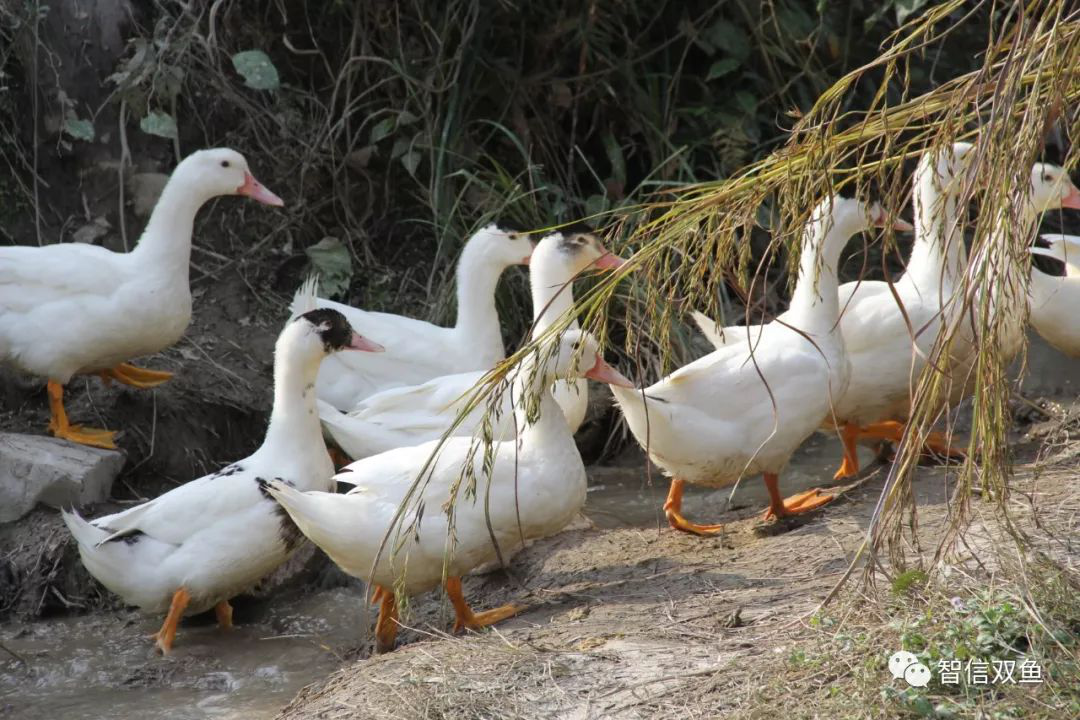 鸭子吃谷子自家耕种的水稻稻谷喂养大稗乐土鸭生态放养的地方位于福建